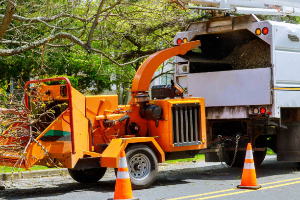 Tree and Shrub Care in Kirbyville, TX