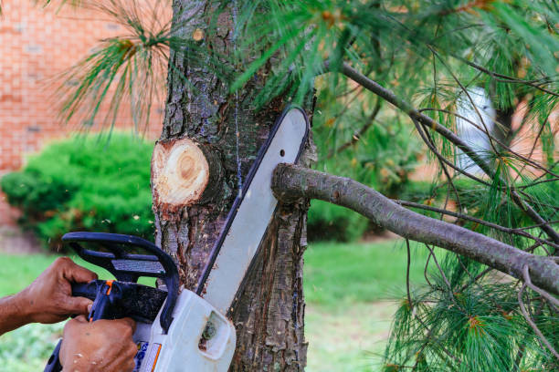How Our Tree Care Process Works  in  Kirbyville, TX